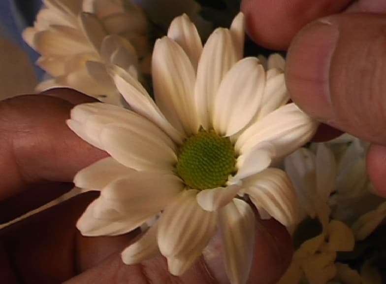 The Dreamer 夢想者