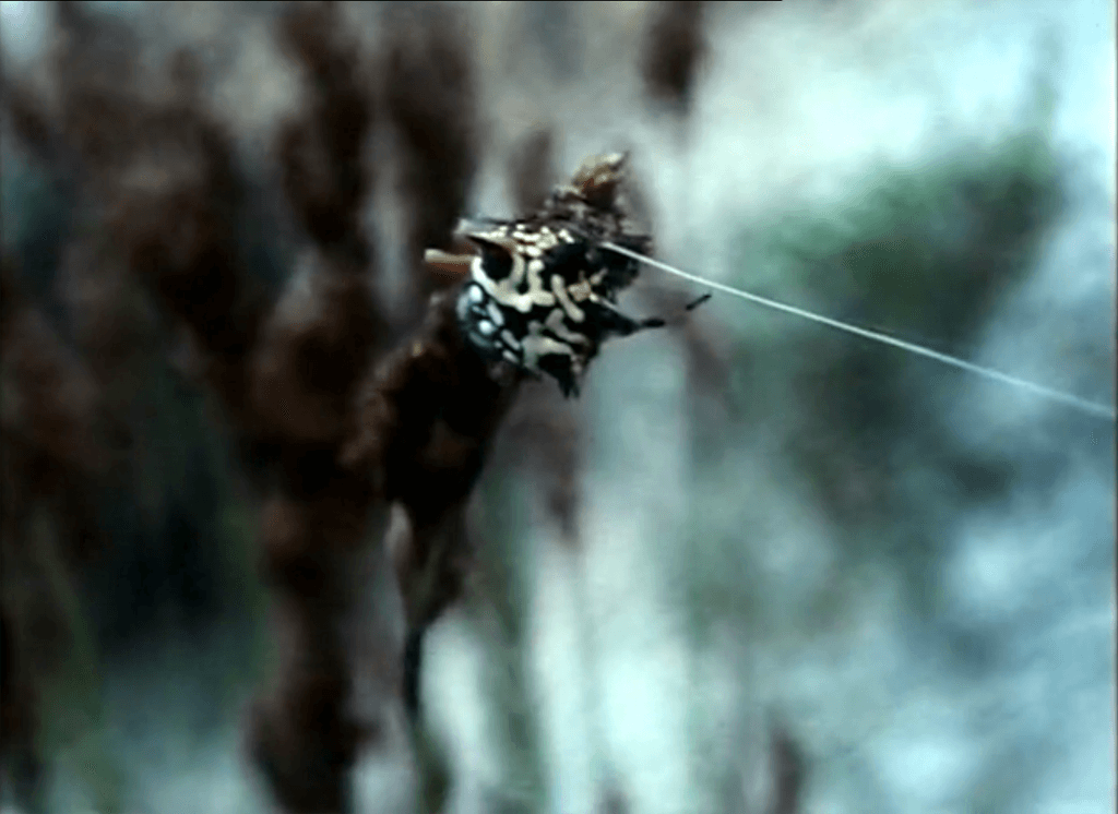 Natural History Primer: an A–Z Chronicle of Waychinicup National Park and Two Peoples Bay Nature Reserve