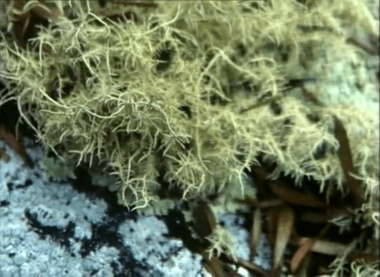 Natural History Primer: an A–Z Chronicle of Waychinicup National Park and Two Peoples Bay Nature Reserve