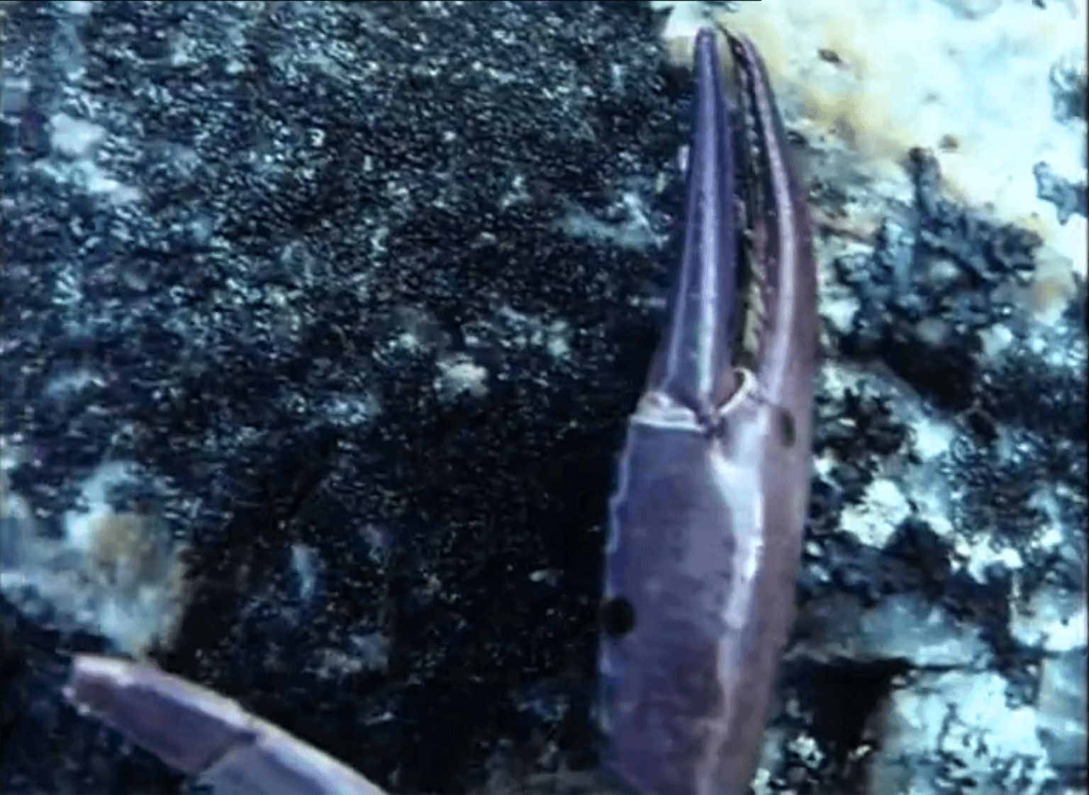 Natural History Primer: an A–Z Chronicle of Waychinicup National Park and Two Peoples Bay Nature Reserve