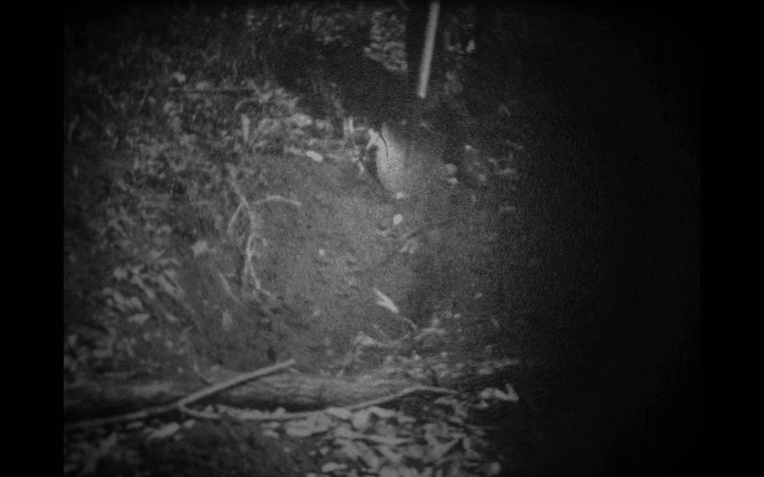 The Narrow Road to the Deep Sea, Part IV: The Digger 通向深海的狹道，第四章：挖掘工