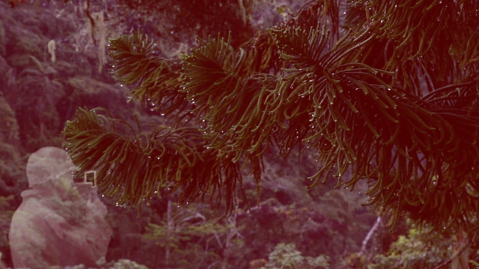 Castle, Valley, Anonymous Island and Their Return to the Moon 宮殿、山谷、島嶼和他們的月球之旅